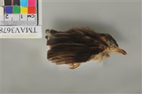 藏品(白頭翁)的圖片